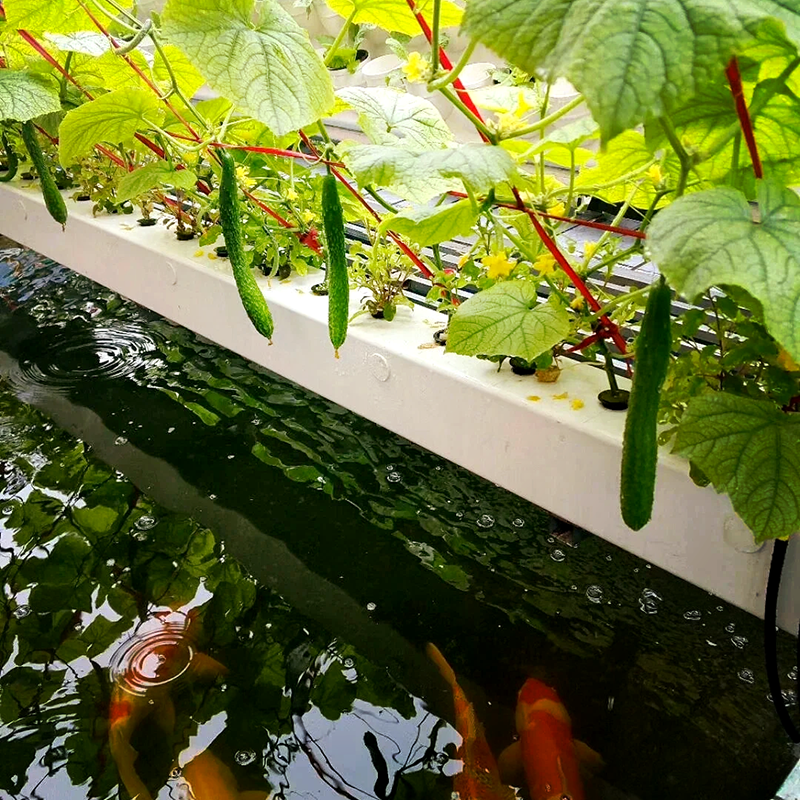营口市植物工厂鱼菜共生 - 价格